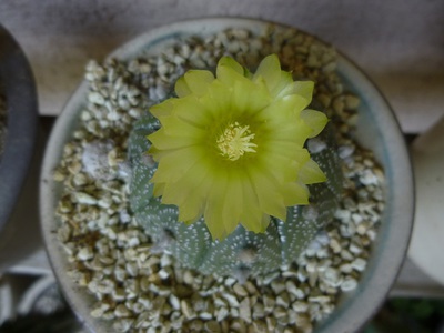 cactus1605 (3).JPG